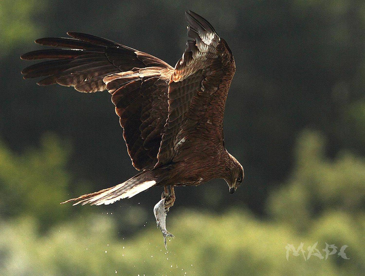 животные птицы коршун башкирия, Шангареев Марс
