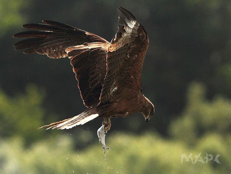 животные птицы коршун башкирия Коршун с добычей.photo preview