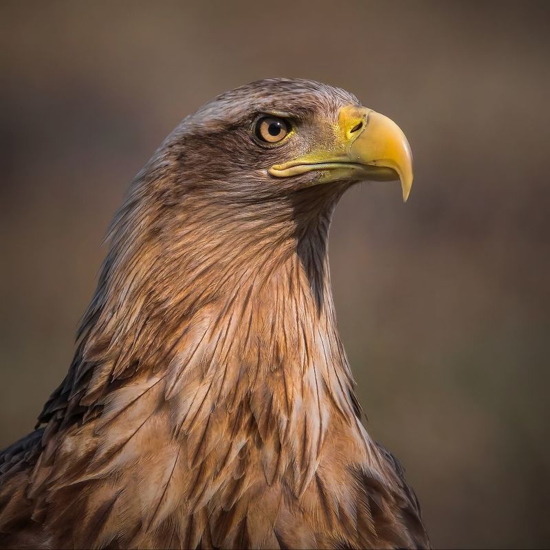 Портрет самки белохвостого орланаphoto preview