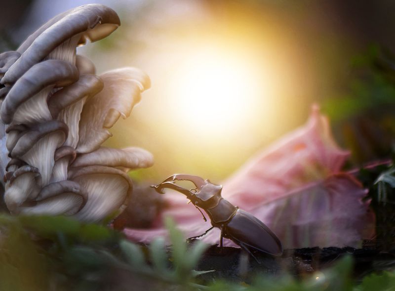 nature, beetle, harmony, sun, forest, liveandsee. macro, macrophotography, macroart, лес, гармония, природа, жить и дышать, вчувствование \'Waiting For The Real Warmth\' / \'В ожидании настоящего тепла\'photo preview