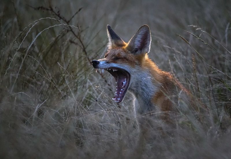 У стоматолога...photo preview