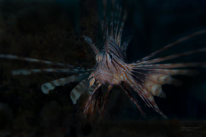 подводное фото подводный мир хургада египет жогло zhoglo красное море Подводный павлинphoto preview