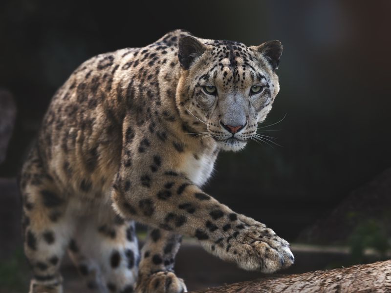 снежный барс Снежный барсphoto preview