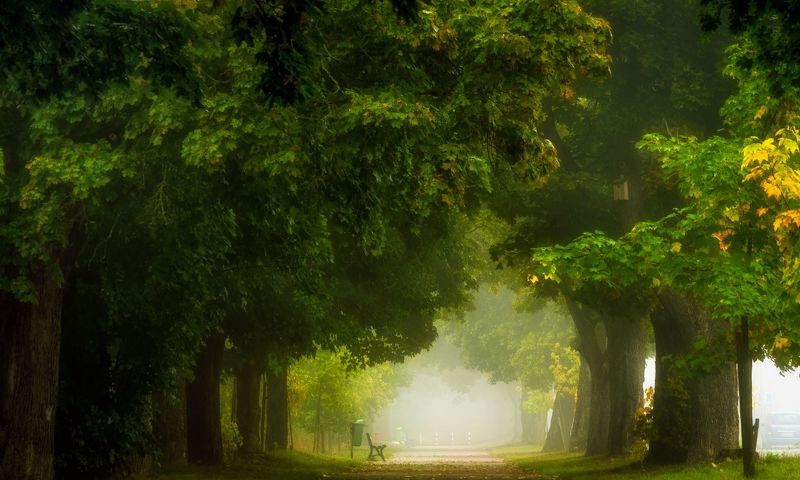 Maple Avenue, Nature, Landscape, Fog, Leaves, Morning, Trees, Bench, Atmosphere, Light Magic Alley of Clonesphoto preview