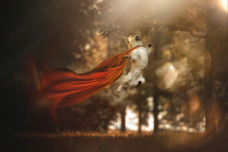 БульМэнphoto preview