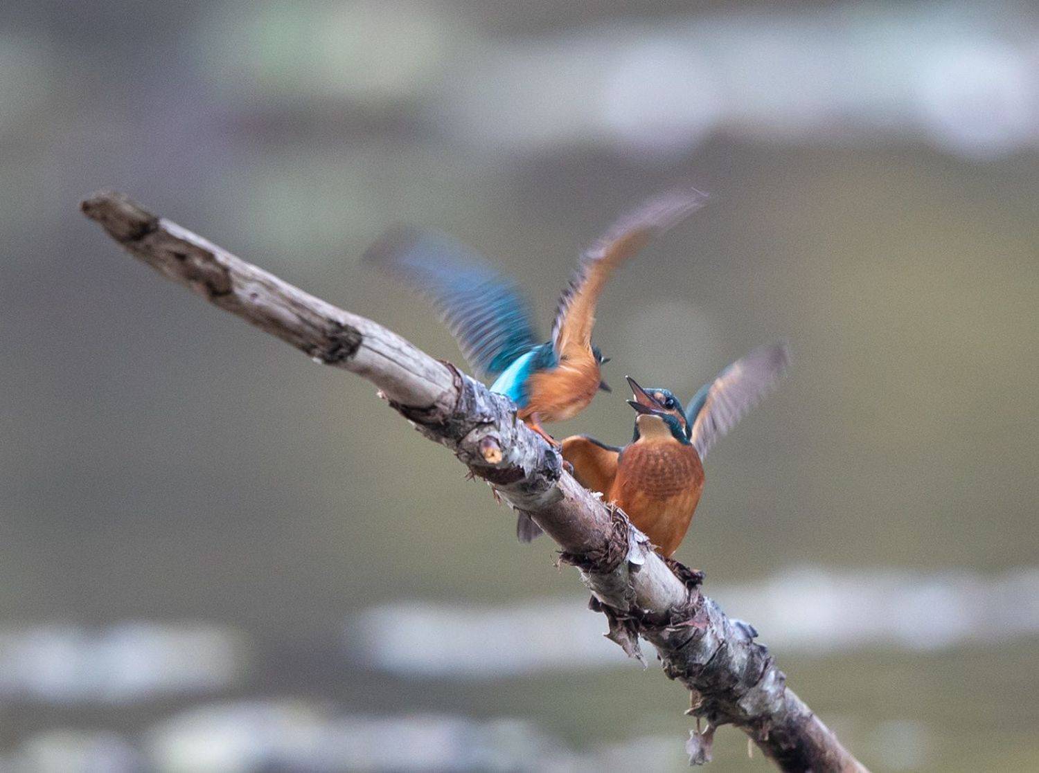Alcedo athis. Автор: Budimir Jevtic , Budimir Jevtic