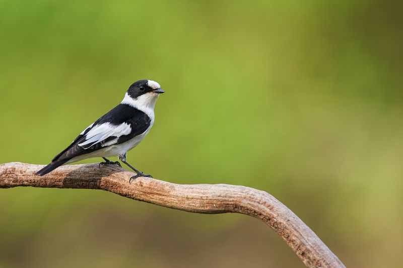 nature, wildlife, birds ***photo preview