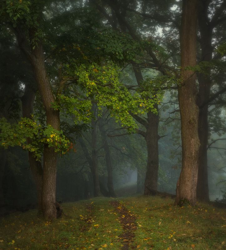 природа утро туман деревья Подступающая пора меланхолииphoto preview