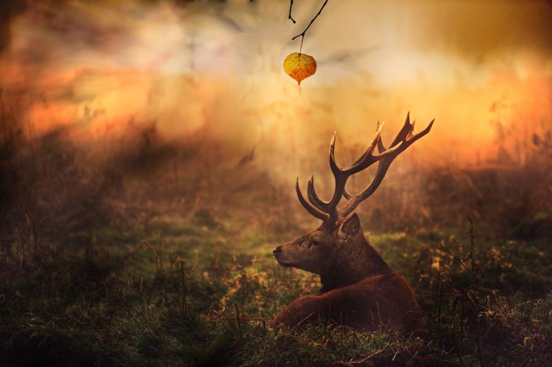 Autumn...photo preview