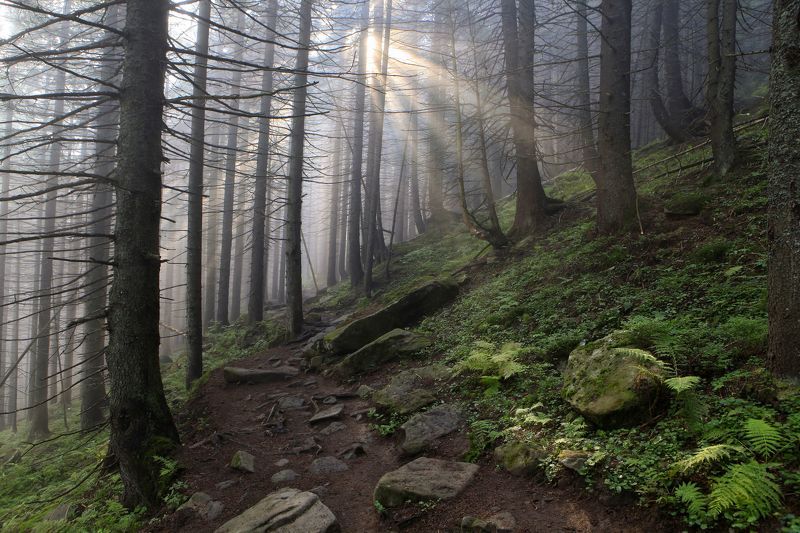Лучи солнца в заповедном лесуphoto preview