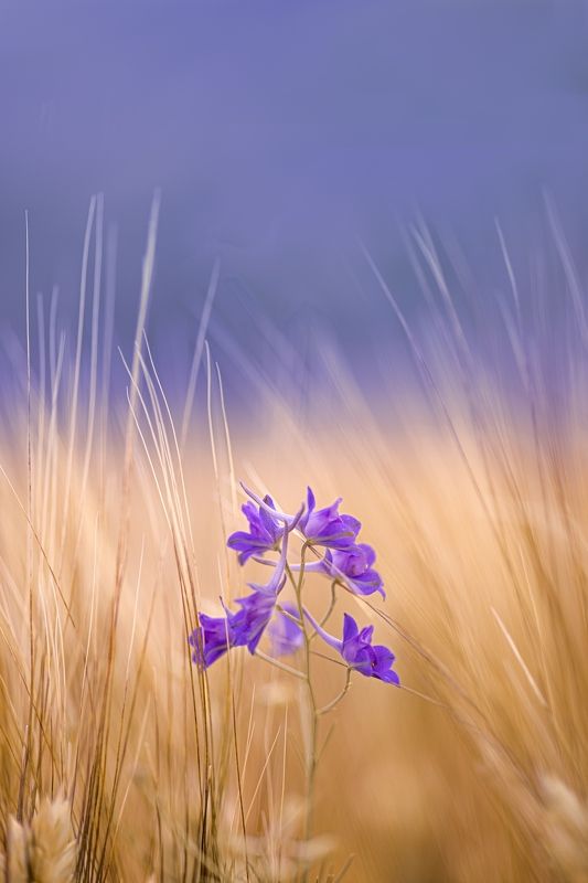 yellow, flowers, wheat, summer, spring, sky, macro, closeup Yellow and violetphoto preview