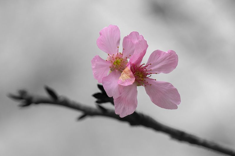 #flowers Cherry Blossomsphoto preview