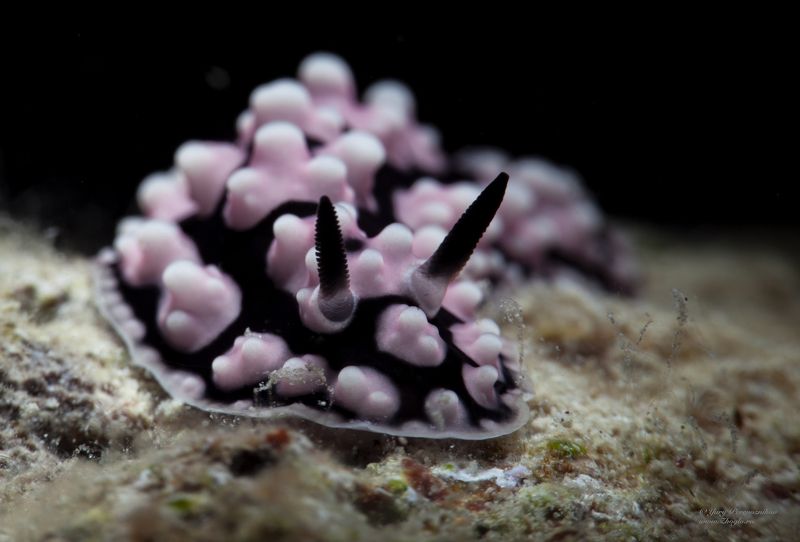 подводное фото подводный мир хургада египет жогло zhoglo красное море Из темнотыphoto preview