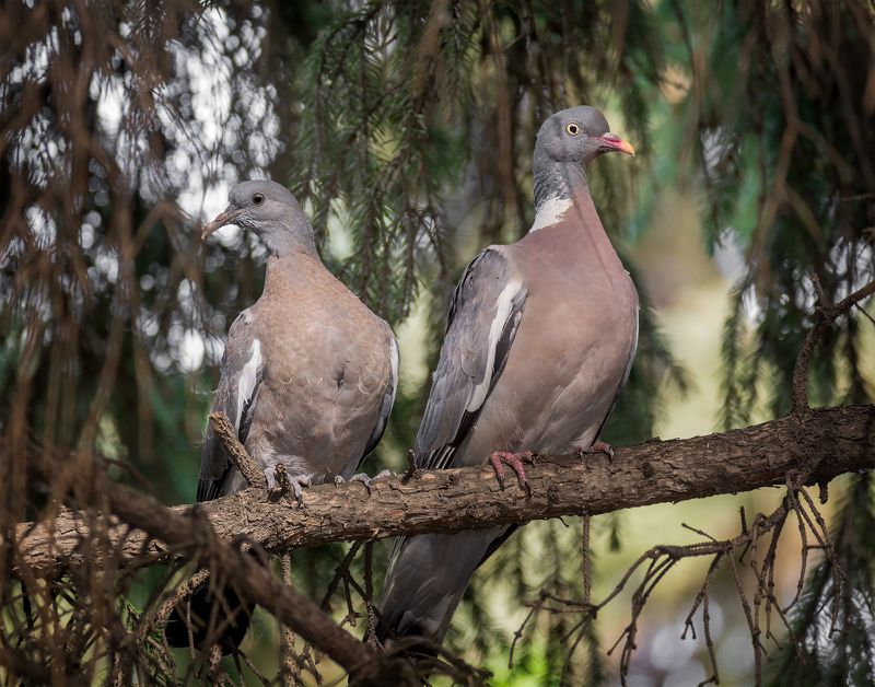 птица, вяхирь, слёток, самка, слёток вяхиря с мамкой ..photo preview