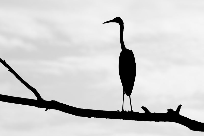 Цапляphoto preview