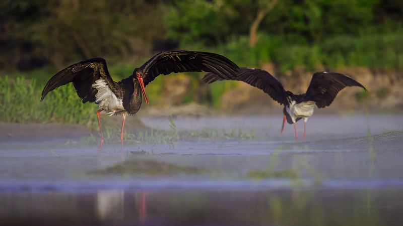 Ciconia nigraphoto preview