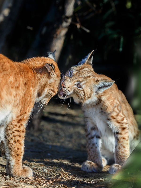 рысь По секрету всему светуphoto preview