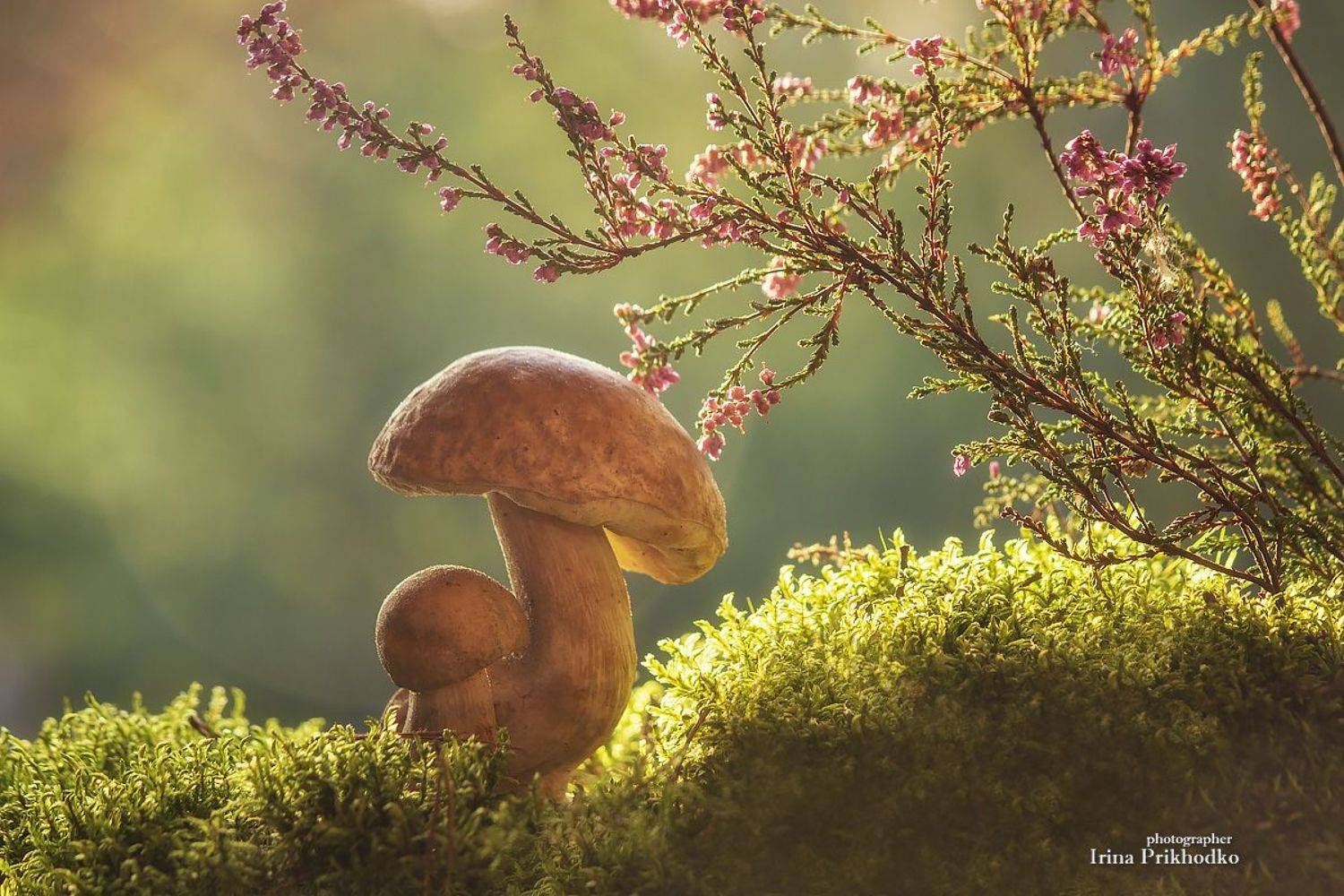 натюрморт, постановочное, фото, грибы, осень, вереск, Ирина Приходько