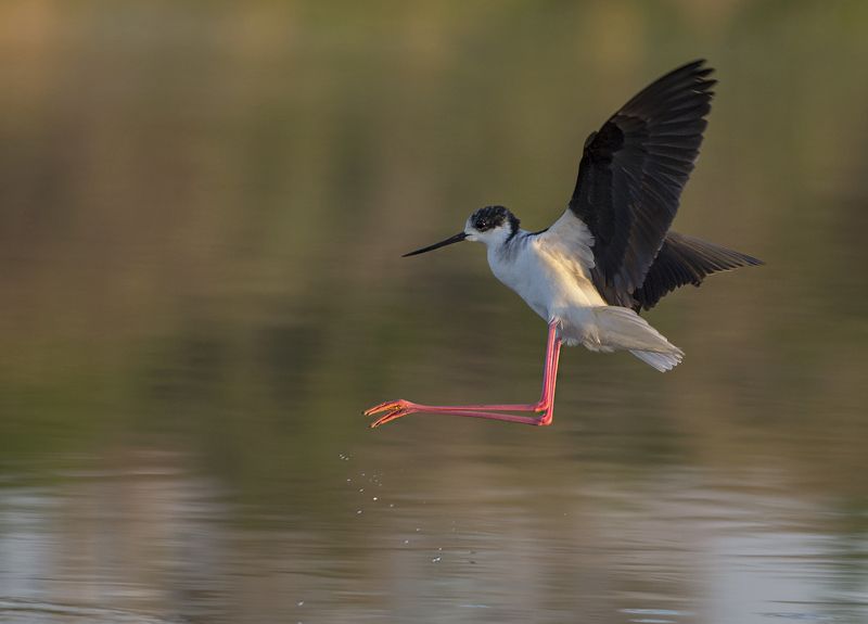 Посадка фото превью