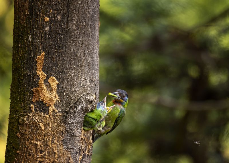 bird, animal, nature, wildlife, outdoors, taiwan barbets, птицы, природа, животные, тайваньский барбет Тайваньский барбетphoto preview