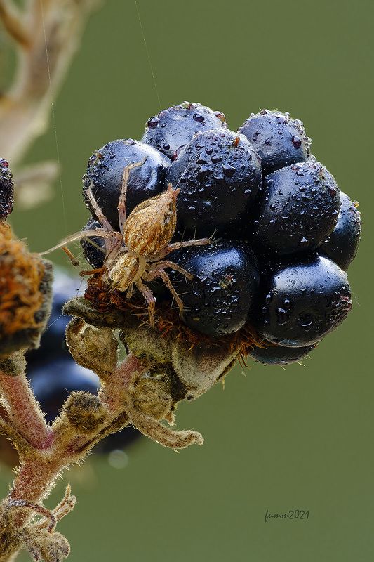 ЯГОДКА МОЯphoto preview