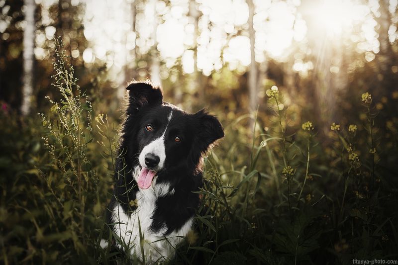 бордер колли, собака, природа, лес Бордер коллиphoto preview