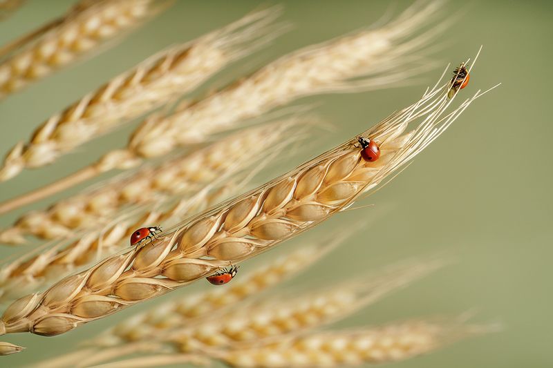 божьи коровки, жуки, насекомые, макро, колосья, пшеница Божьи коровкиphoto preview