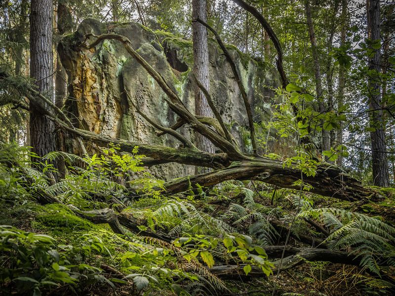 Im Waldphoto preview