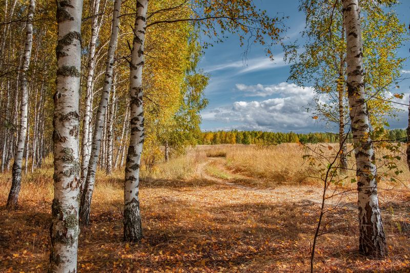 Золотая осеньphoto preview