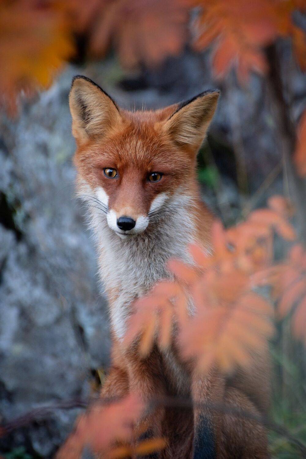 Рыжая красавица . Автор: Виталий Истомин , Виталий Истомин