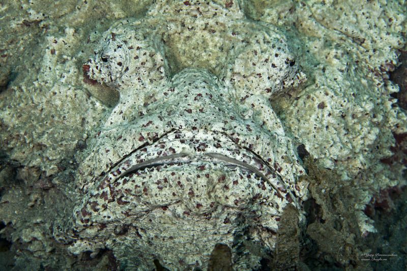 подводное фото подводный мир хургада египет жогло zhoglo красное море Лицо или Мордаphoto preview