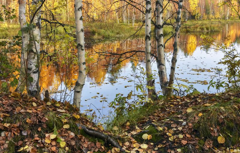 осень сентябрь река берег вода листья отражения березы кусты деревья тишина Осенняя зарисовкаphoto preview