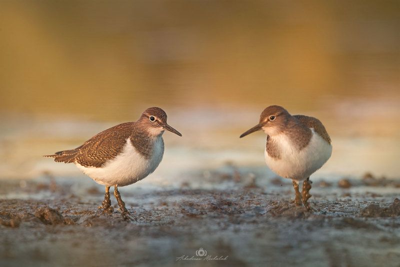 Brodziec piskliwyphoto preview