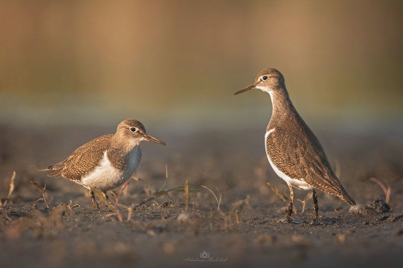 Brodziec piskliwyphoto preview