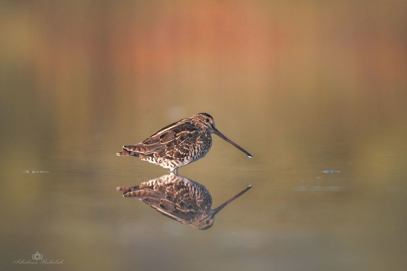 Kszyk (Gallinago gallinago)photo preview