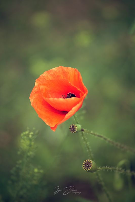 In memory of summerphoto preview