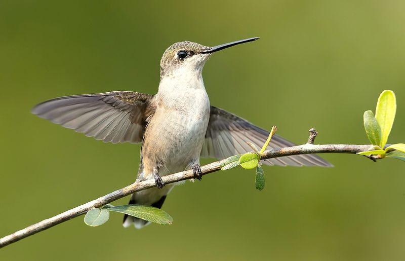 колибри,ruby-throated hummingbird, hummingbird Female Ruby-throated Hummingbird -Самка. Рубиновогорлый колибриphoto preview