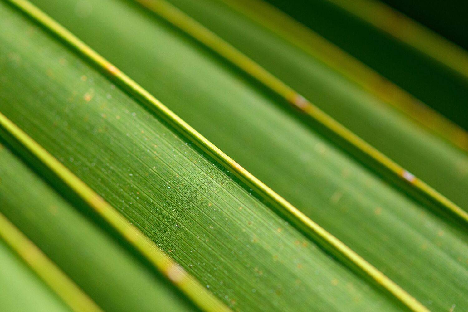 Leaf`s lines. Автор: Mykhailo , Mykhailo