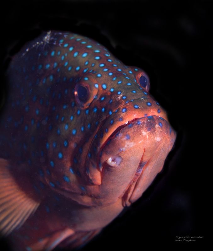 подводное фото подводный мир хургада египет жогло zhoglo красное море Грустьphoto preview