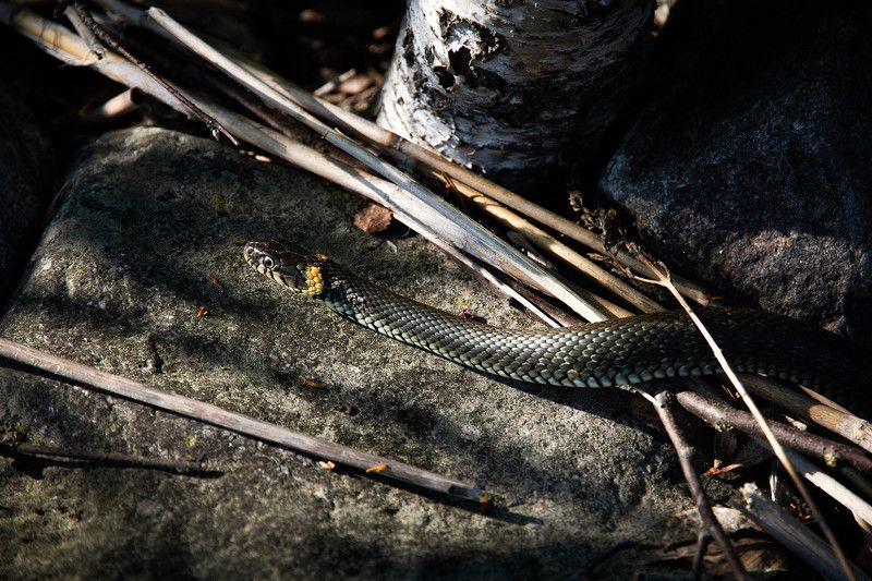 уж, грация, змея, ладога, природа, Грацияphoto preview