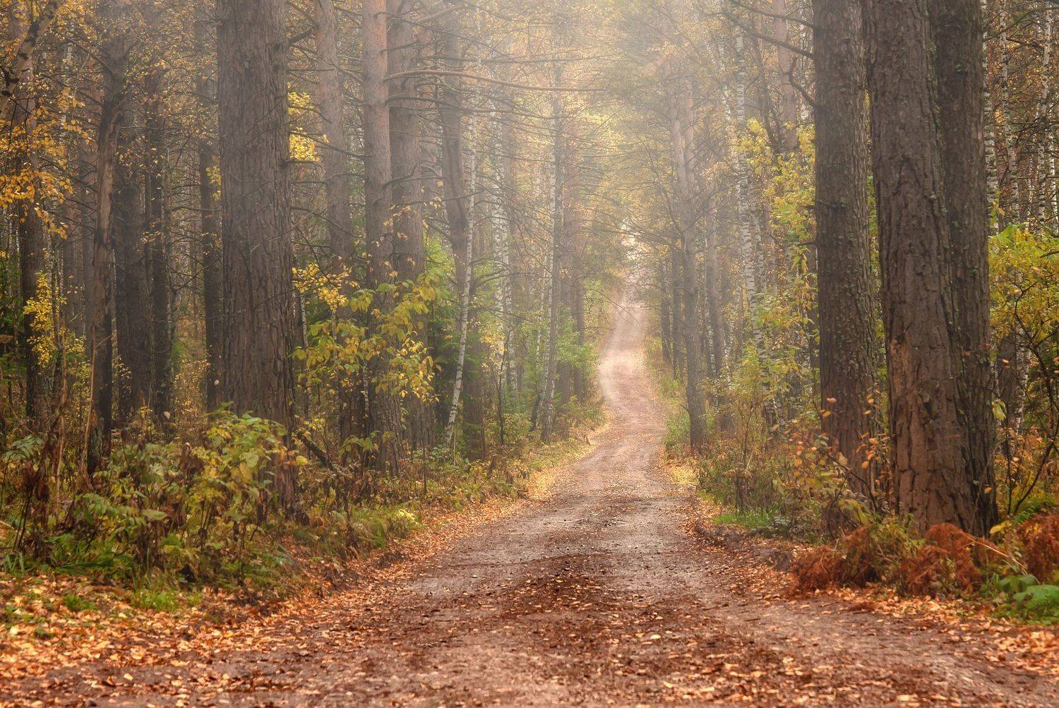 красноярский край. торгашинский  хребет, туман., Марина Фомина