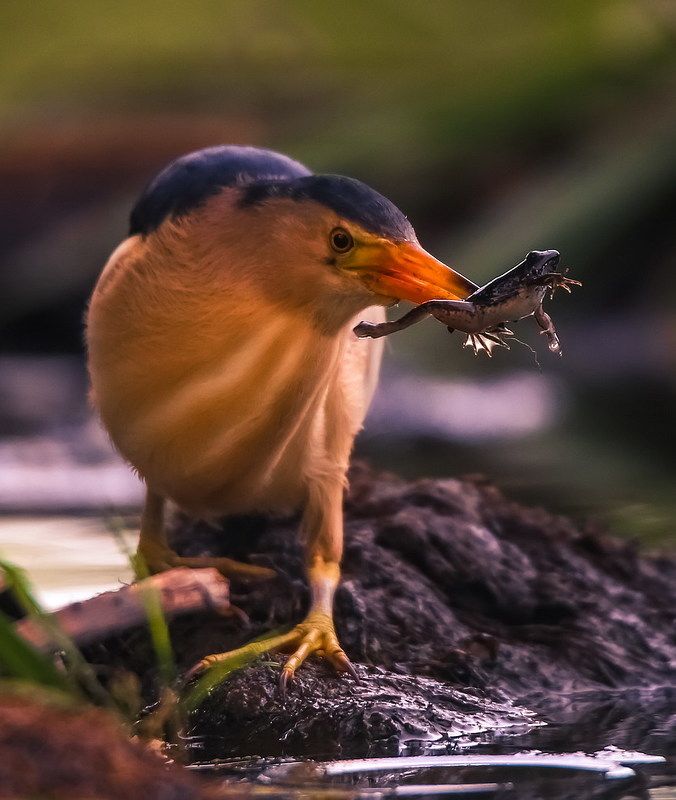 Бугайчик на охотеphoto preview