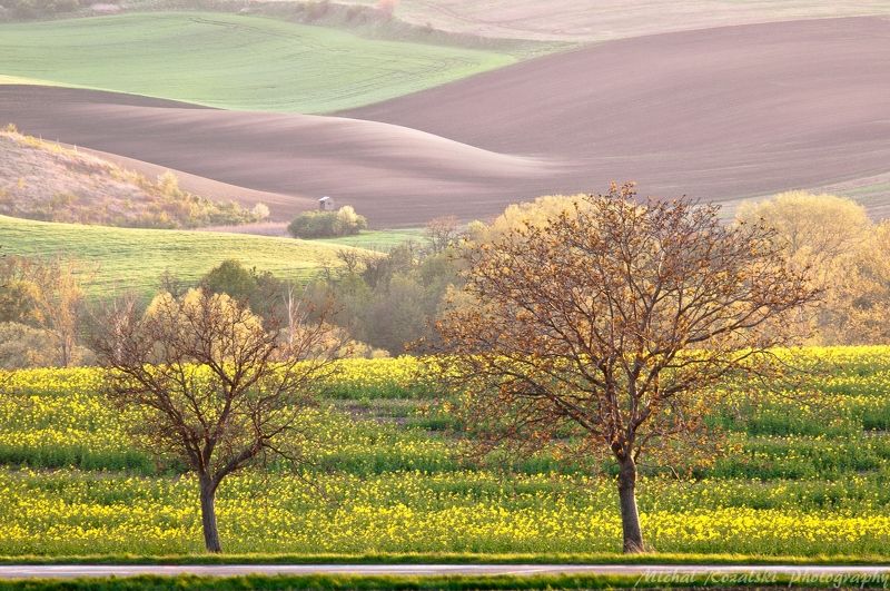 trees, ,sunset, ,light, ,spring, ,season, ,sky, ,clouds, ,landscape, ,photography, ,moravia, ,czech, ,hills Spring in Moraviaphoto preview