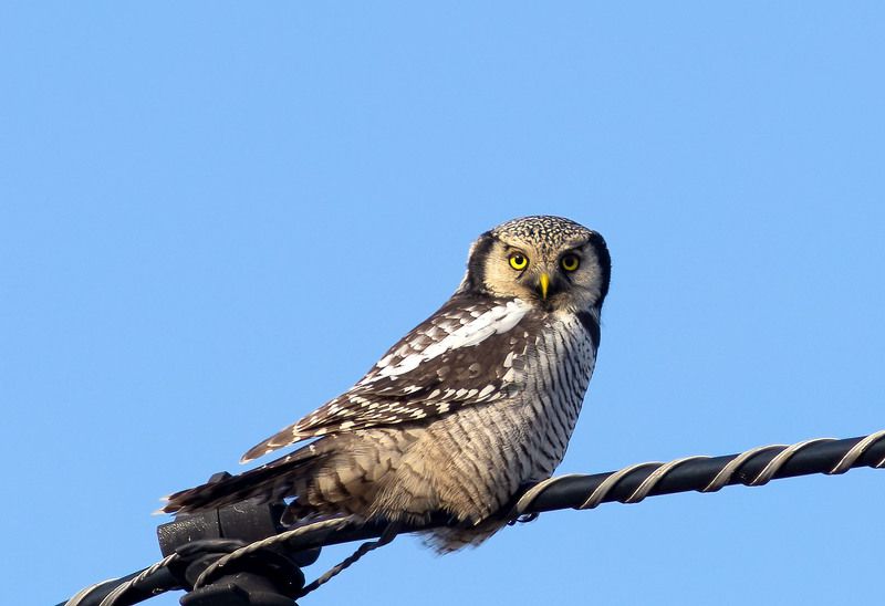 ястребиная сова,птицы,коми,печора,север,осень,лес,красота,анималистика,совы,кенон Ястребиная соваphoto preview