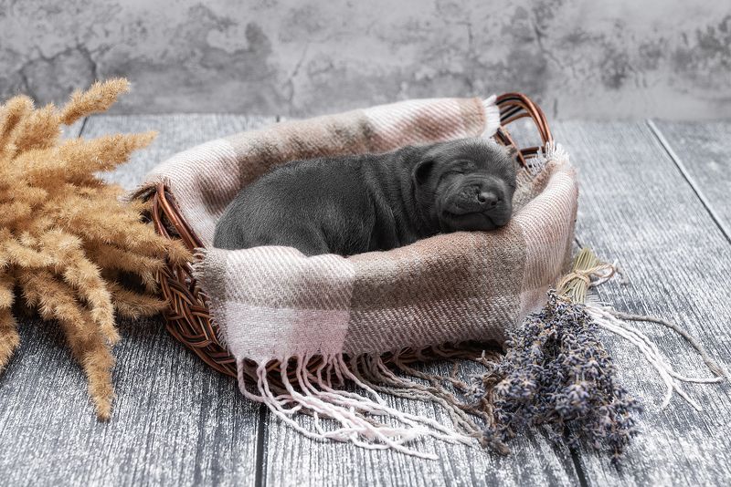 собака, животное, dog, тайский риджбек, щенок Сладкий сонphoto preview