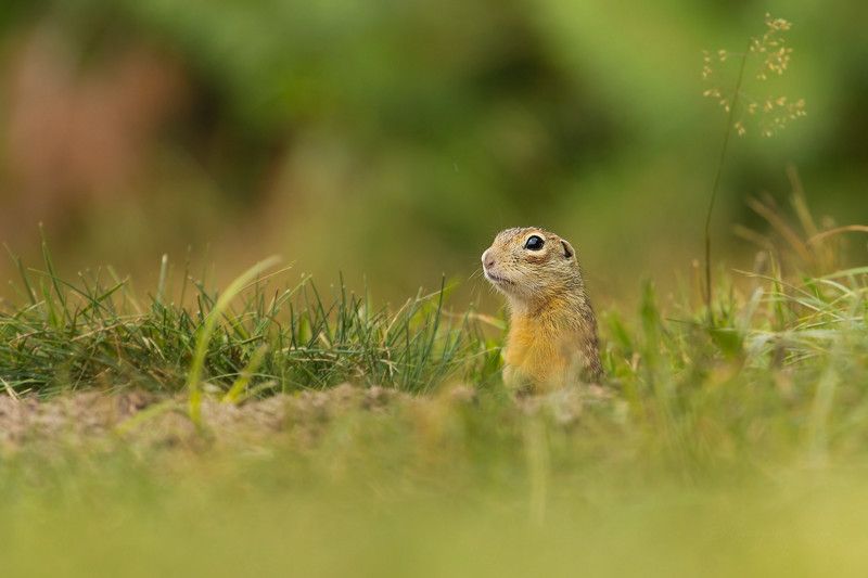 Spermophilus suslicusphoto preview