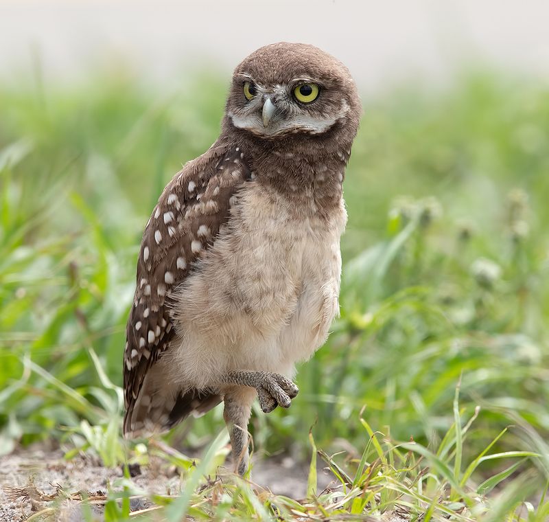 кроличий сыч, florida,burrowing owl, owl, флорида,сыч Burrowing Owlet - Кроличий сычphoto preview