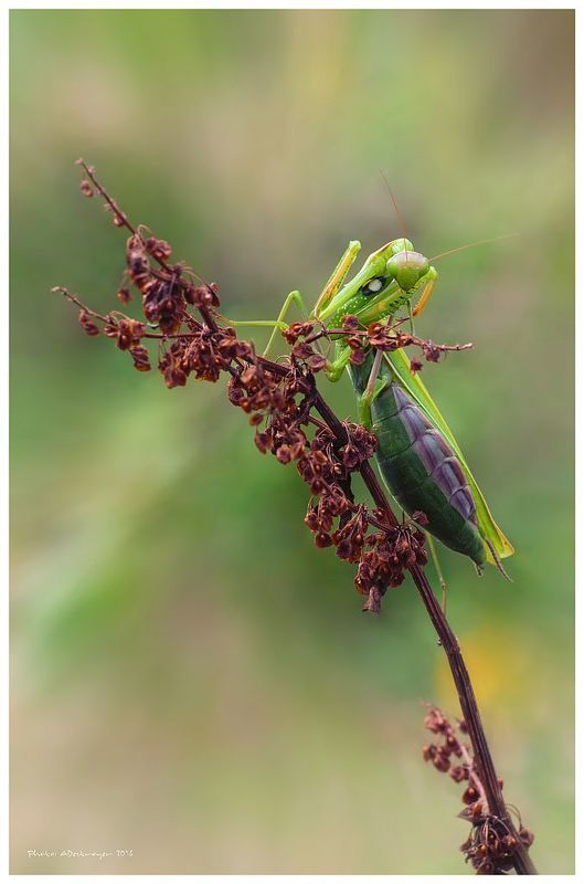 macro. nature, butterfly, close up I see youphoto preview