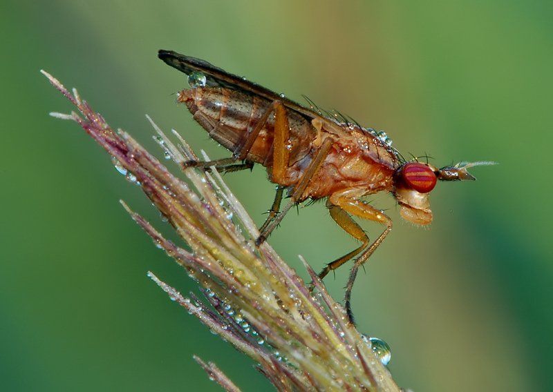 ой, меня опрыскалиphoto preview