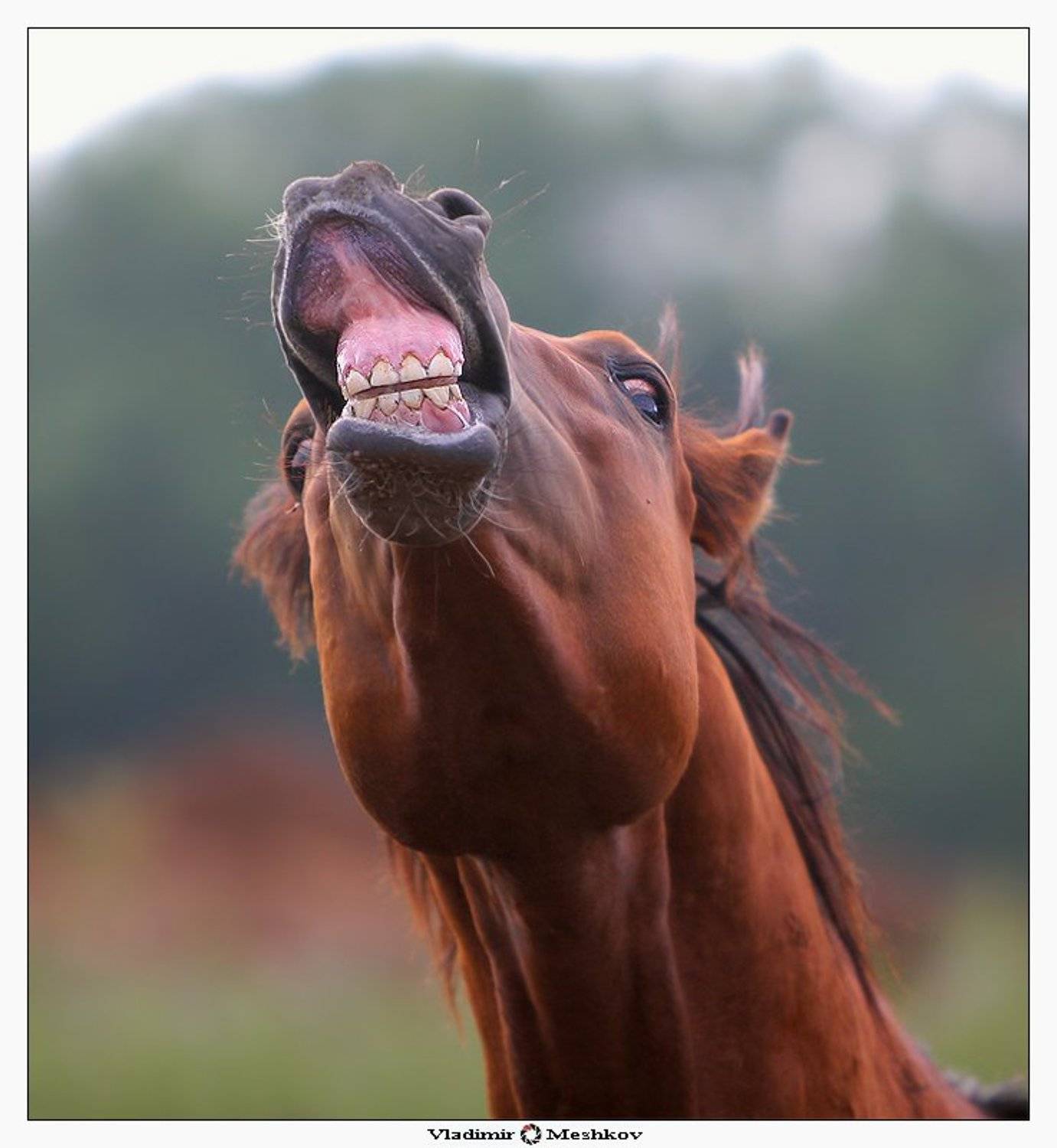 , Владимир Мешков